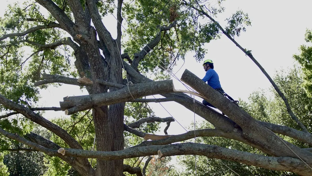 Professional Crown Thinning performed by certified arborists in Wheeler